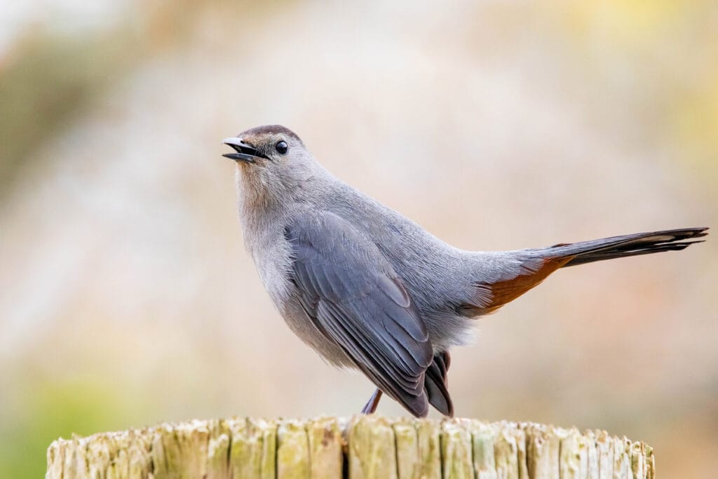 gray catbird singing