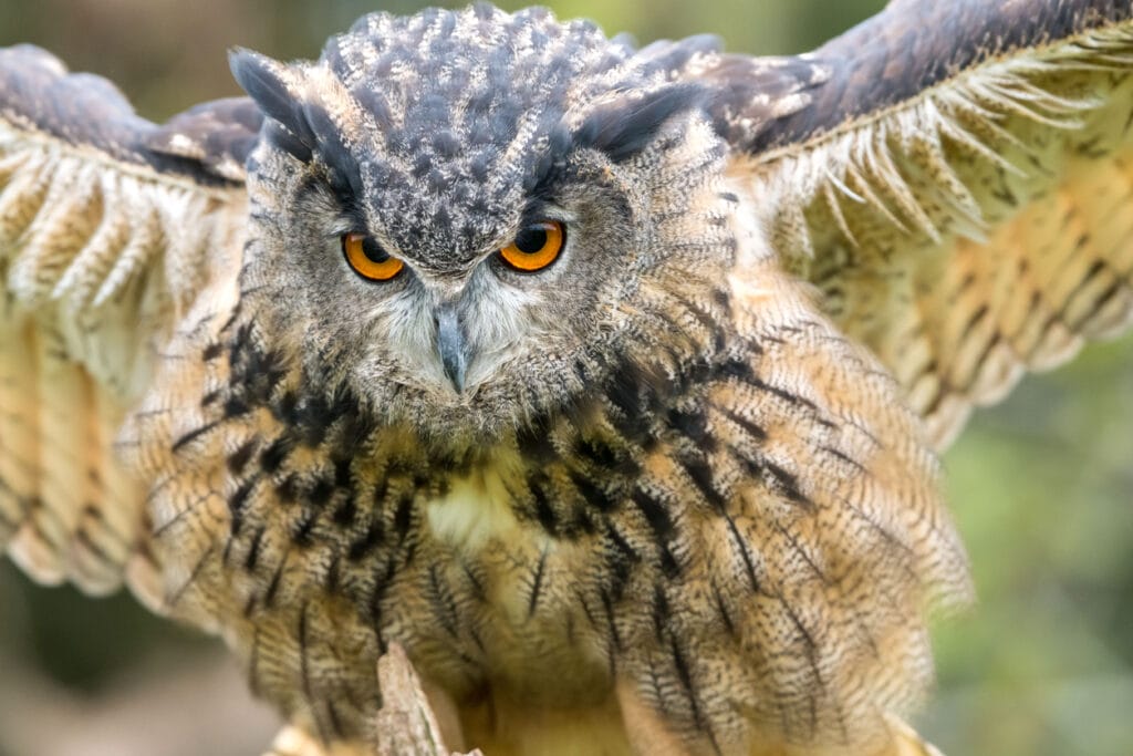 Close up of a Great horned owl