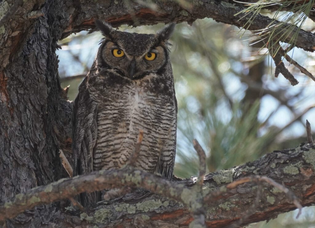 Great Horned Owl Looking at Camera
