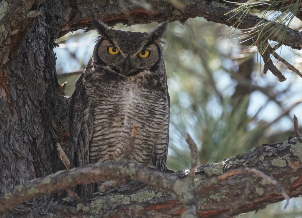 great horned owl in tree