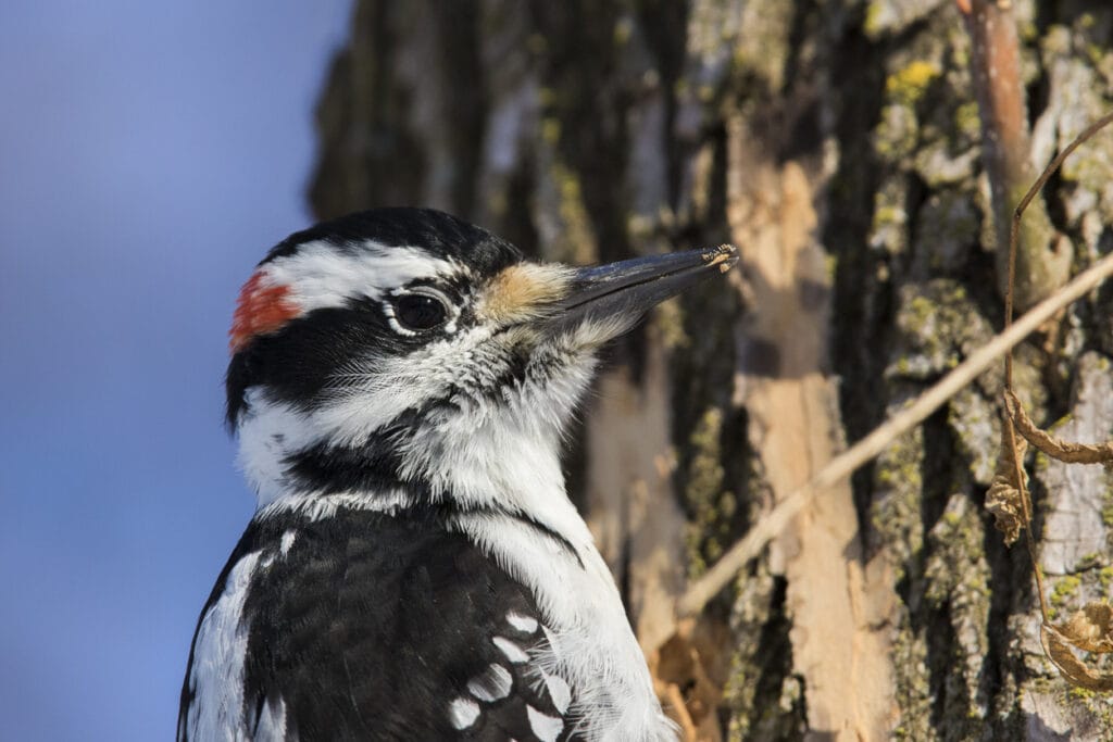 hairy woodpecker