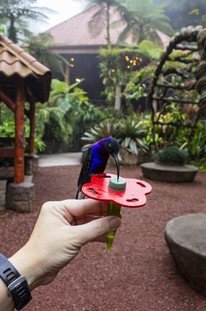 hand feeding a hummingbird