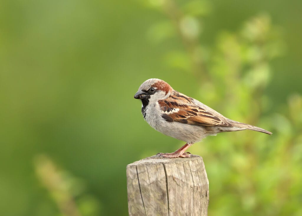 house sparrow on fence