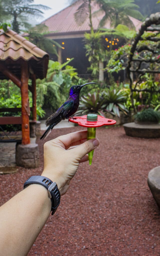 how to use hand held hummingbird feeder