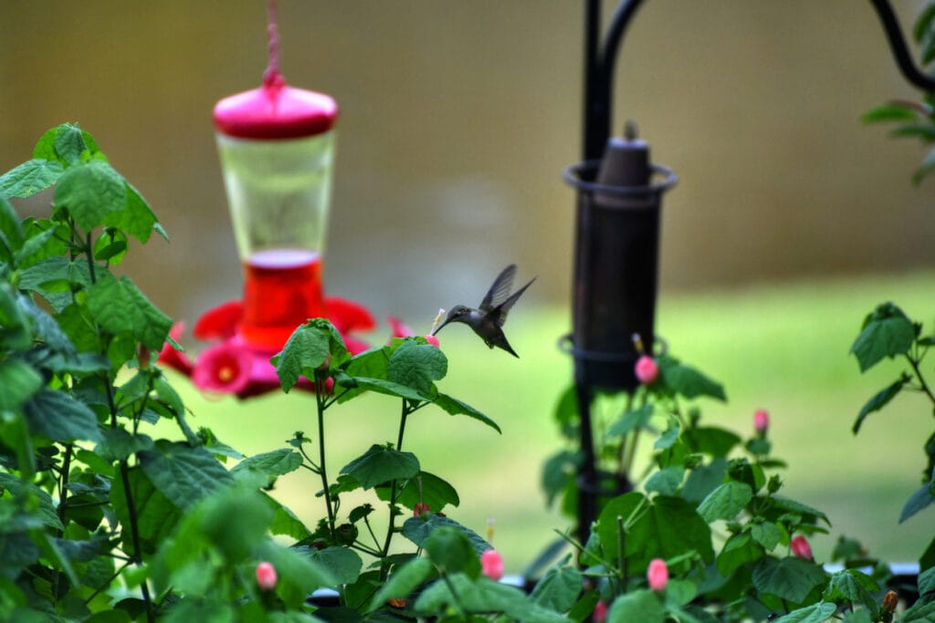 hummingbird and coneflower feeder
