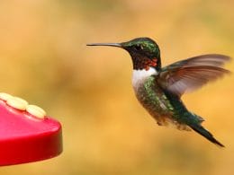 hummingbirds in Florida