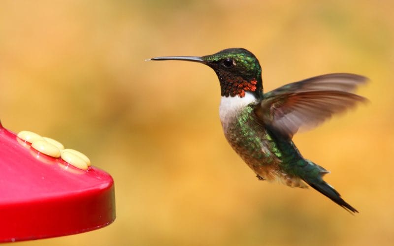 hummingbirds in Florida