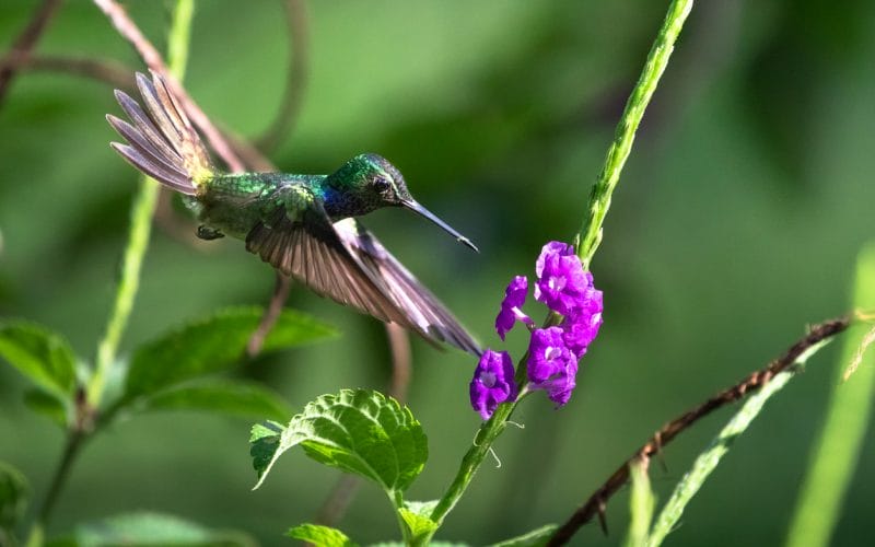 hummingbirds in North Carolina