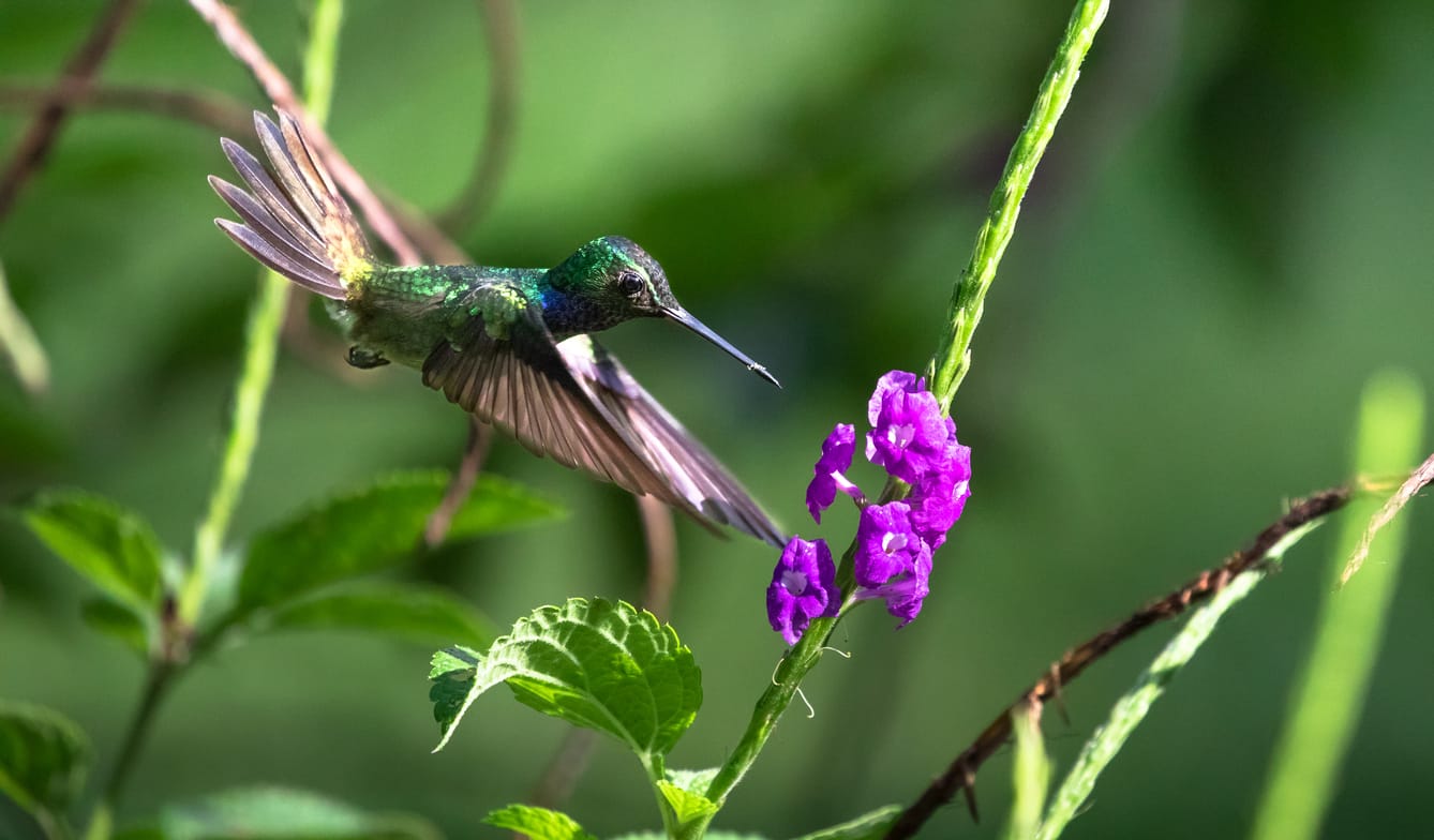 hummingbirds in North Carolina