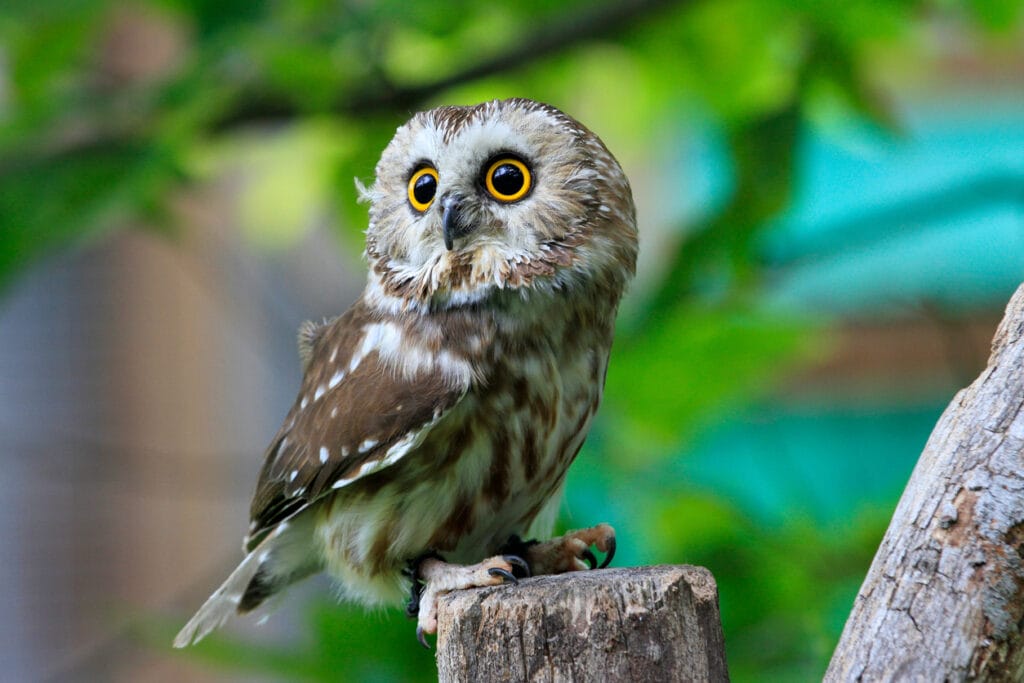 Northern Saw-Whet Owl