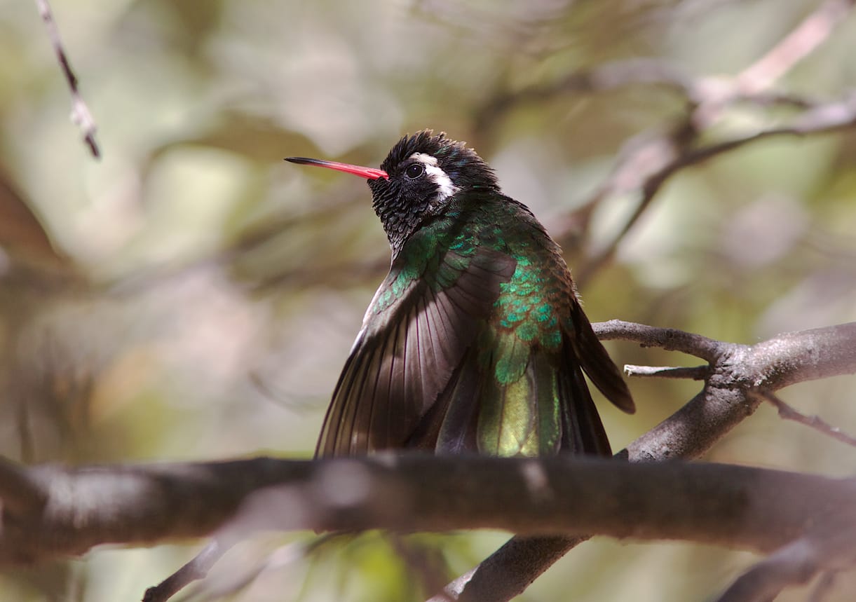 Hummingbirds in Michigan Top 6 Species with Pictures