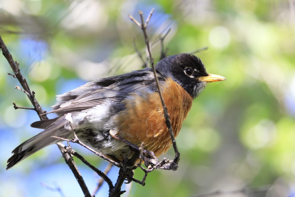 large american robin