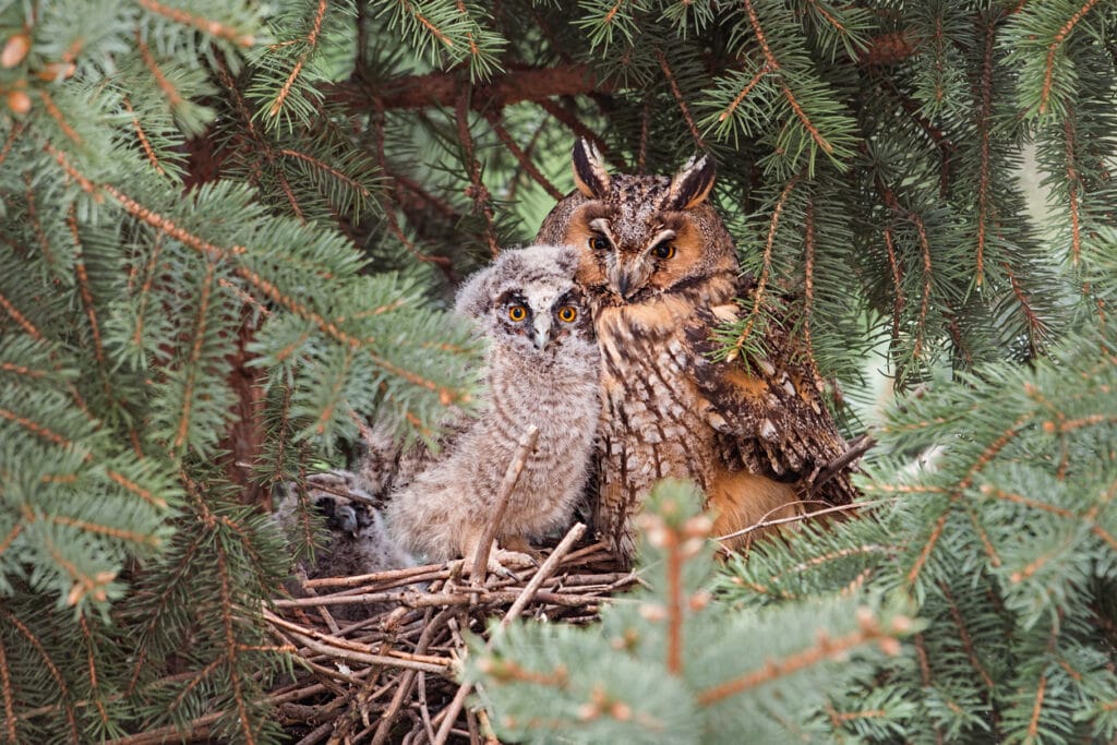 long eared owl with chick