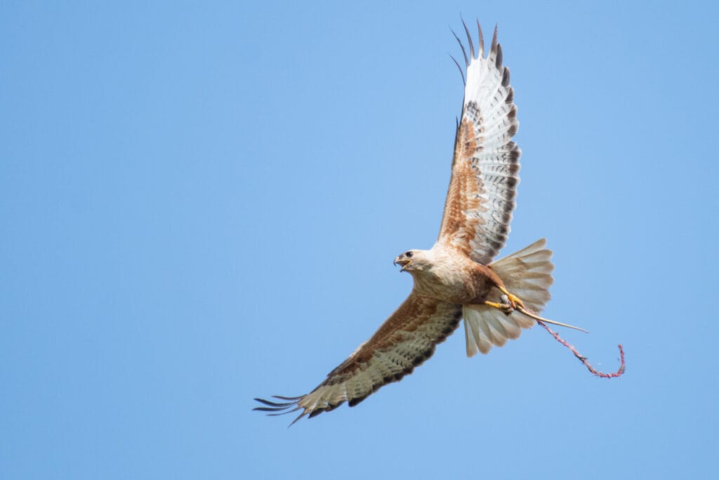 long legged buzzard with snake