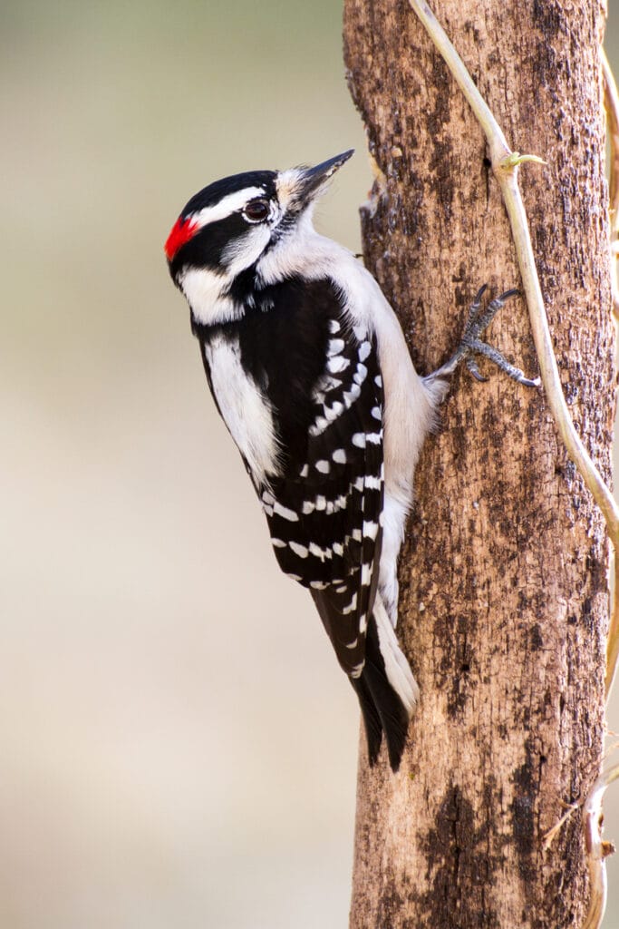 male downy woodpecker