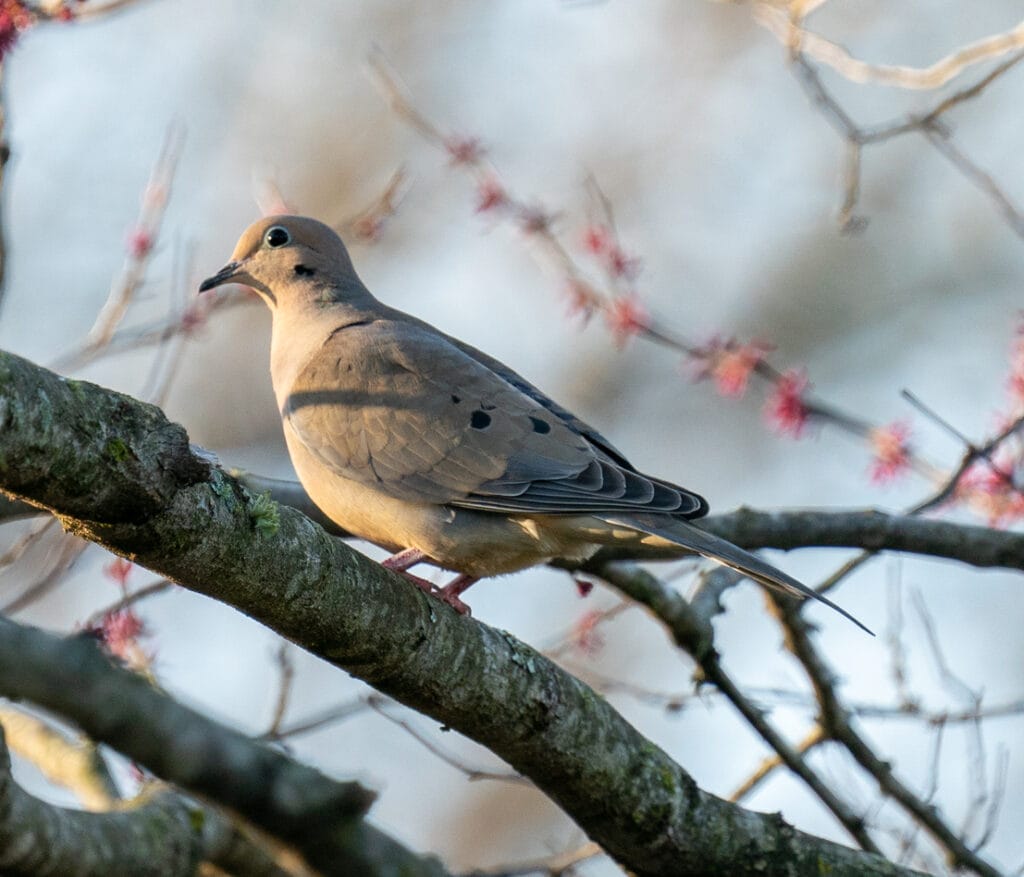 Beautiful Mourning Doves perching in a Redbud Tree