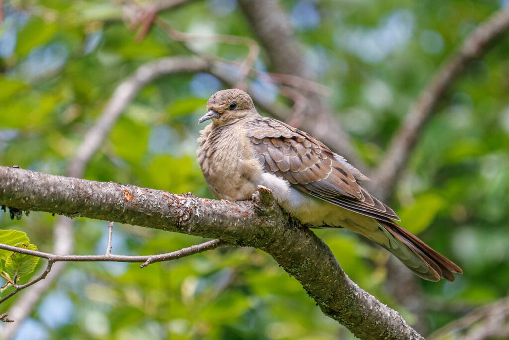 mourning dove in tree