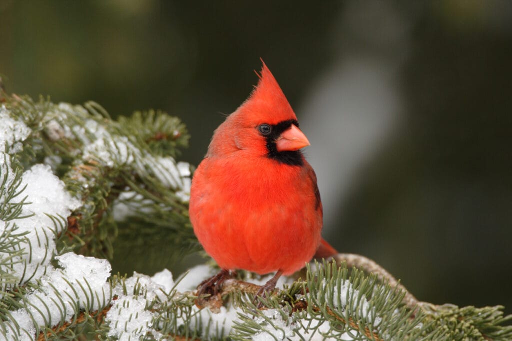 northern cardinal