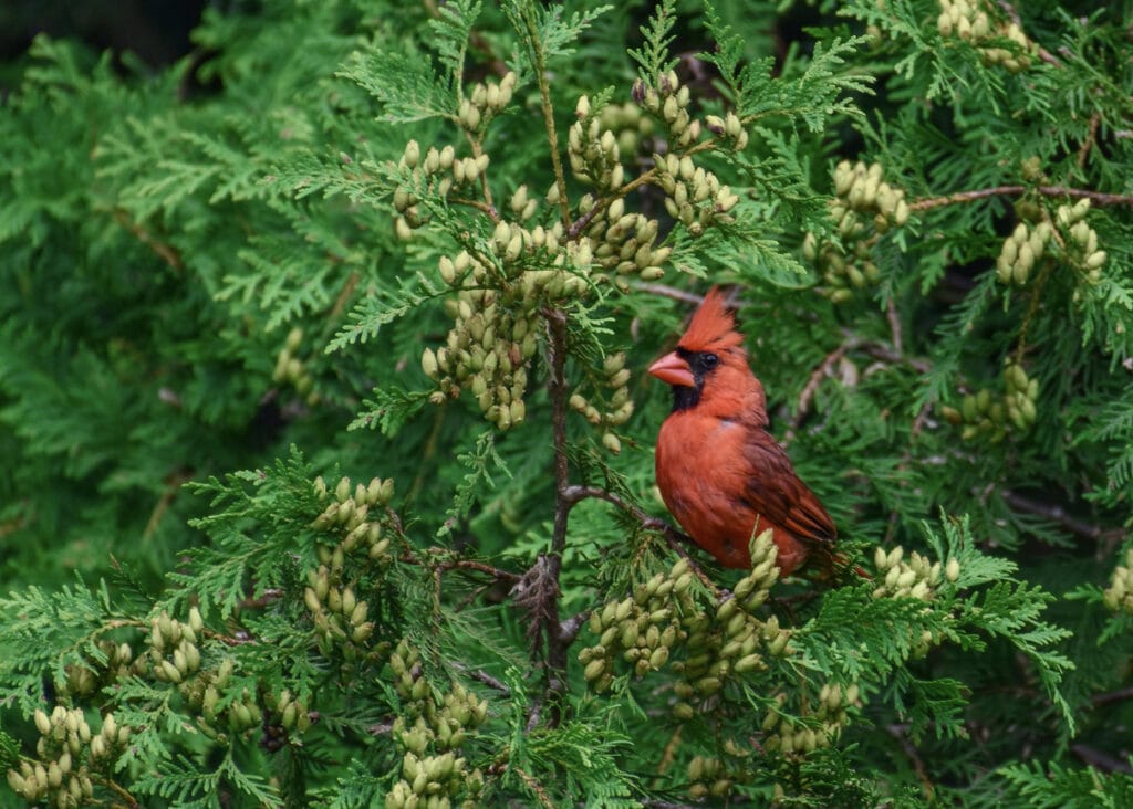 northern cardinal in tree
