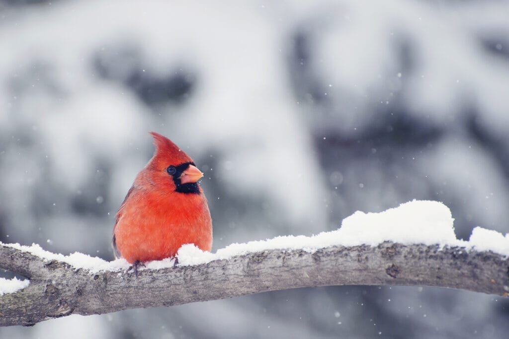 northern cardinal on branch