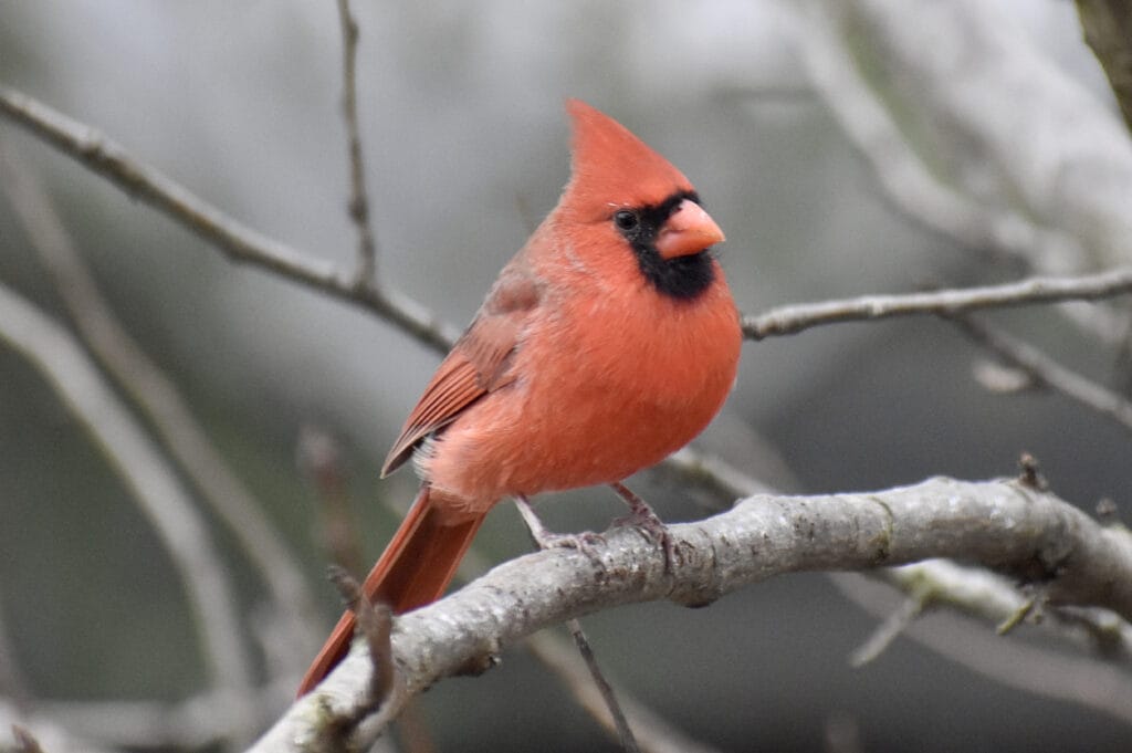 Red cardinal