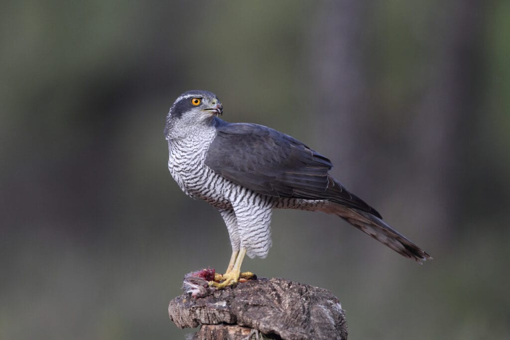 northern goshawk