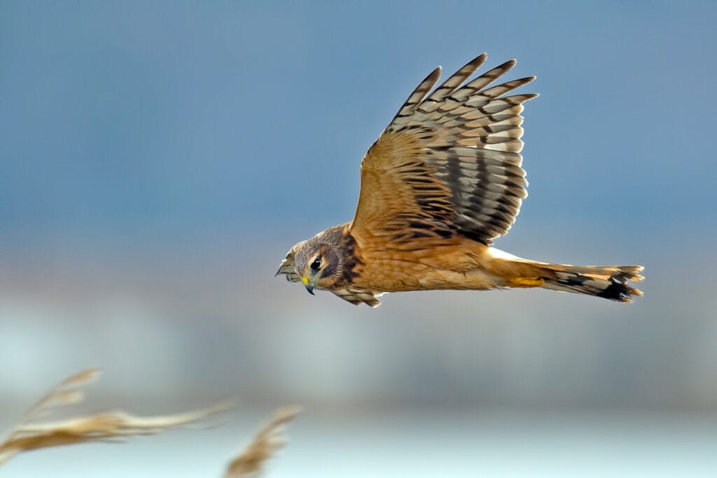 northern harrier flying