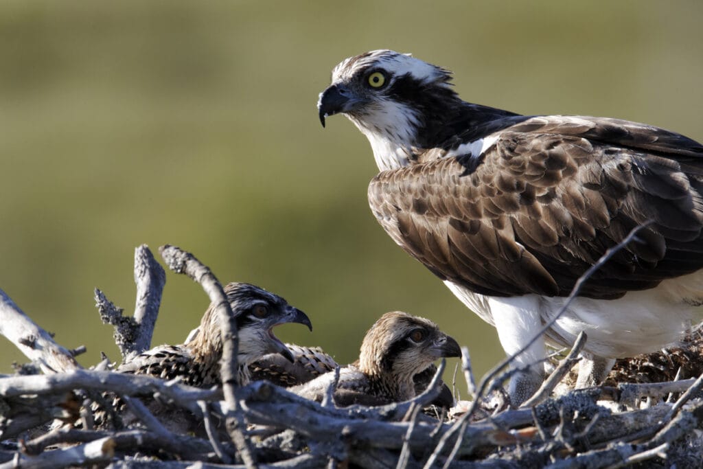 osprey with chicks