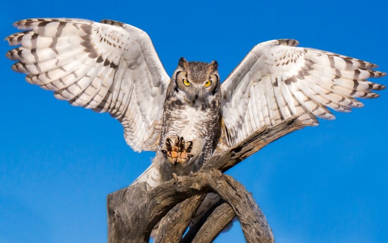 owls in Georgia