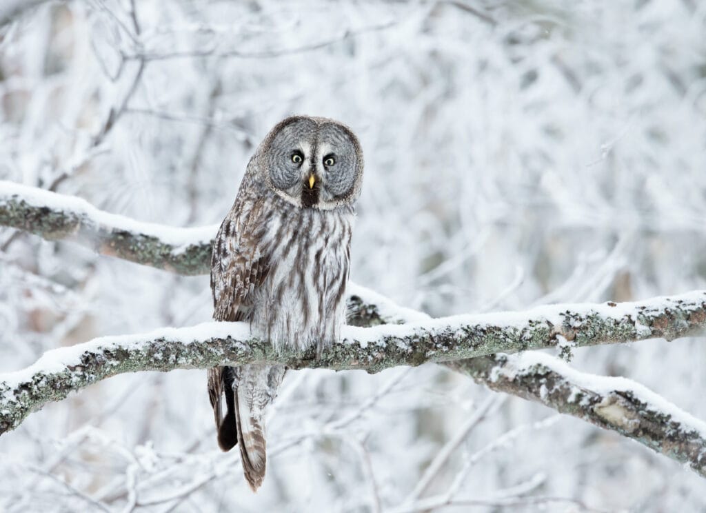 perched boreal owl