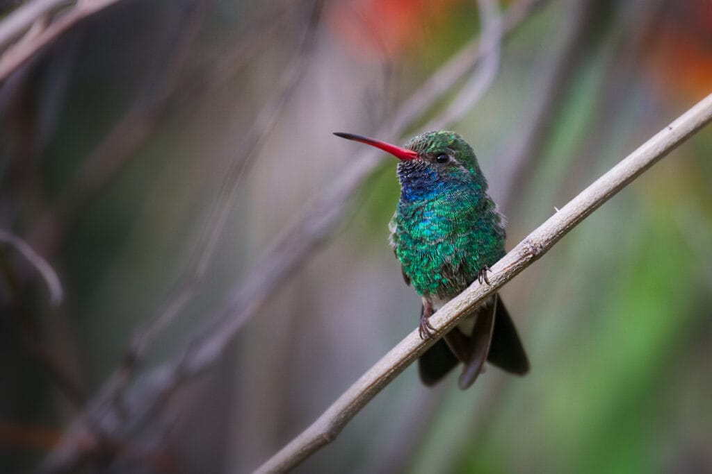 perched broad billed hummingbird