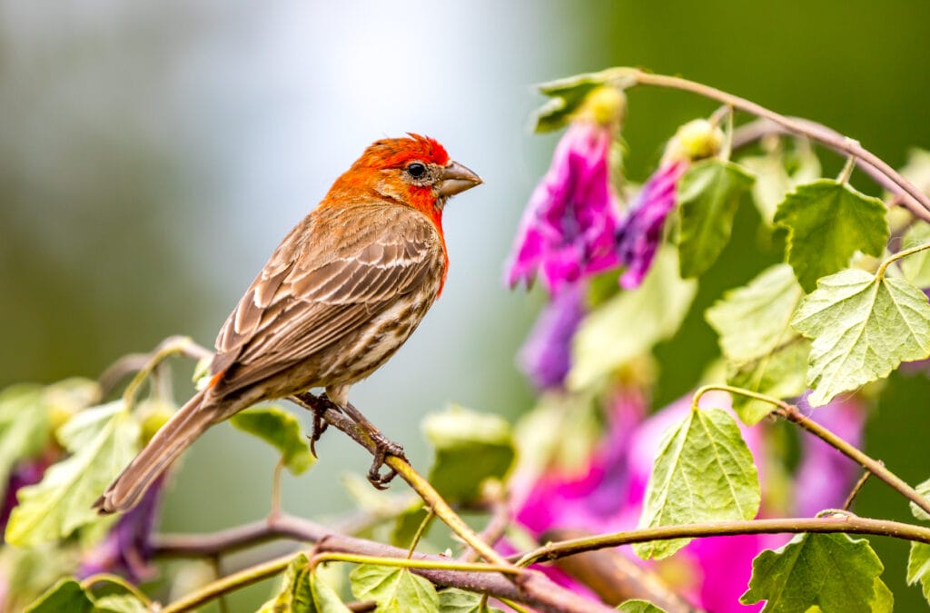 perched house finch