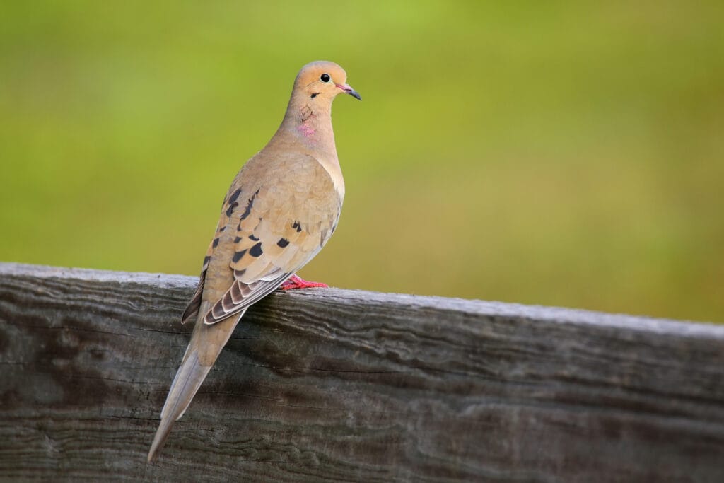 perched mourning dove