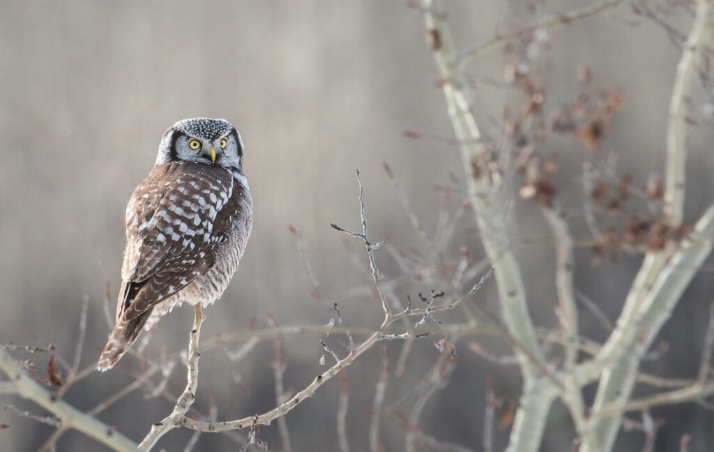 perched northern hawk owl