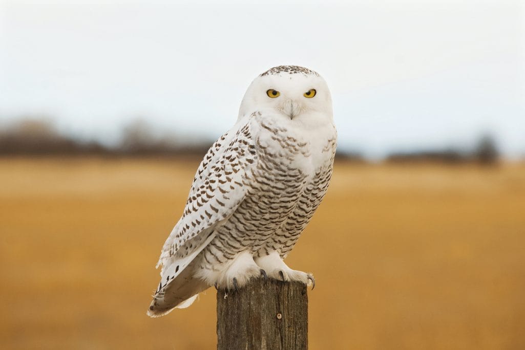perched snowy owl in texas