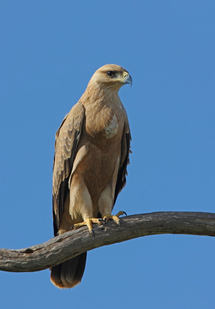 perched tawny eagle