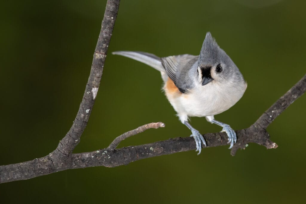 perched tufted titmouse