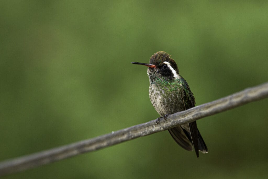 perched white eared hummingbird
