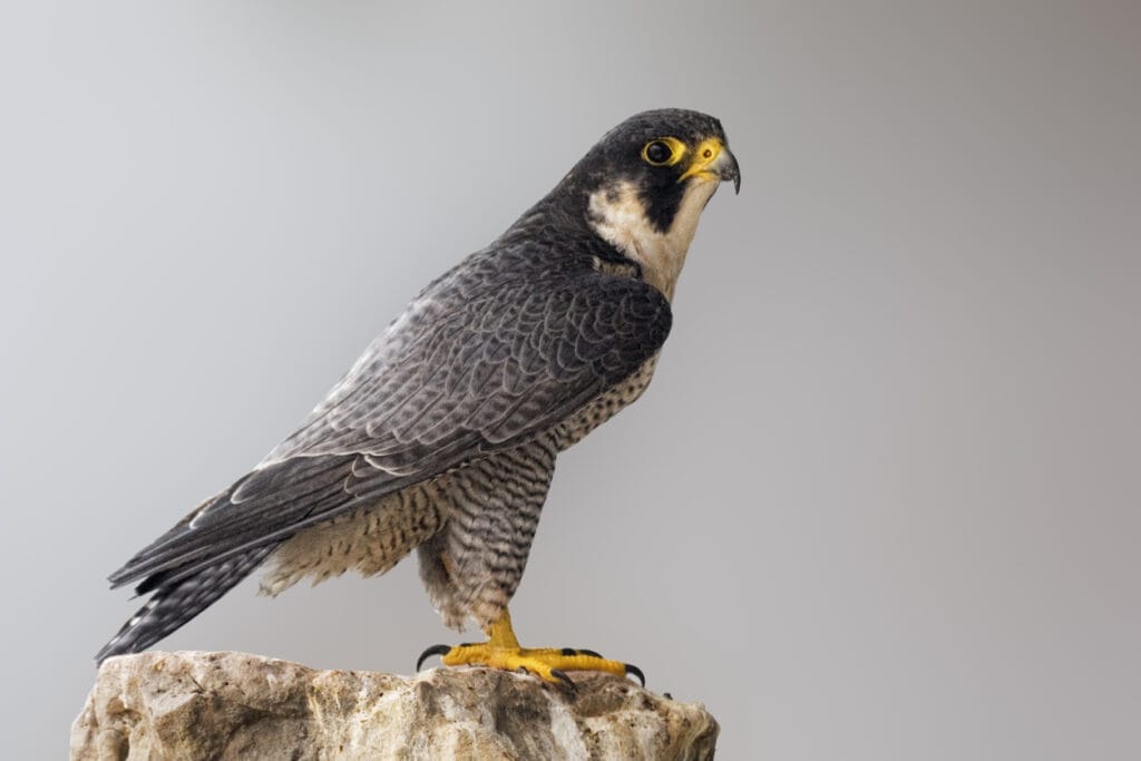 peregrine falcon perched