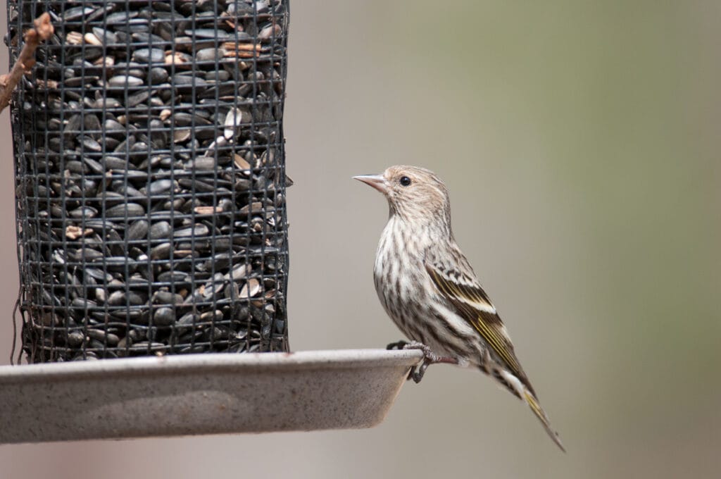 pine siskin