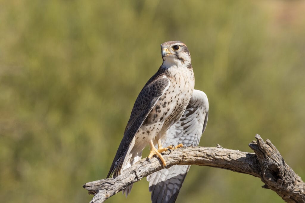 prairie falcon