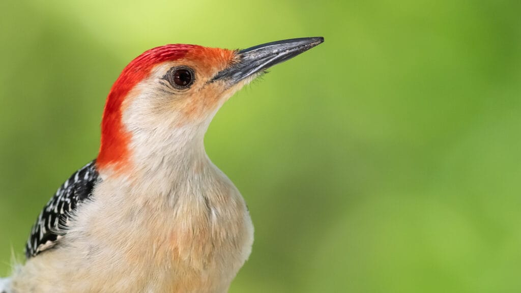 red bellied woodpecker