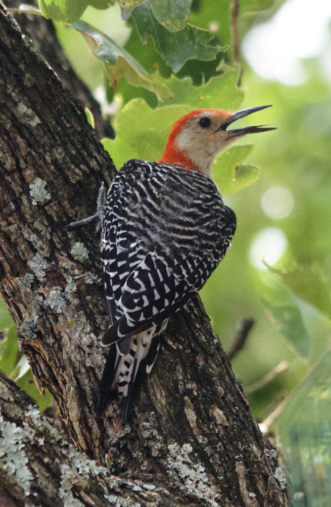 red bellied woodpecker singing