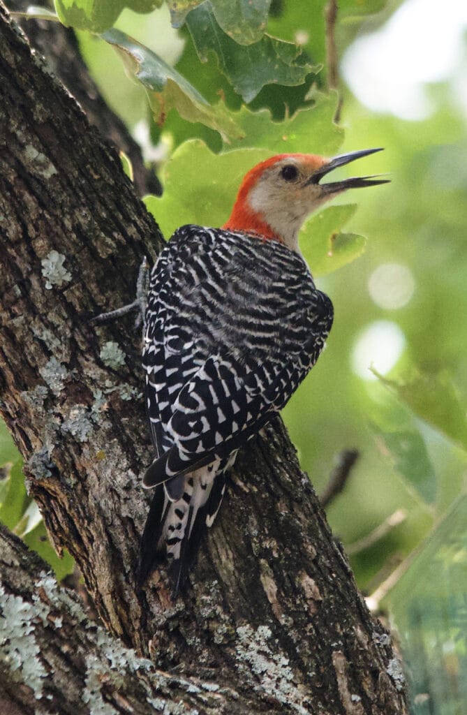 Red bellied woodpecker