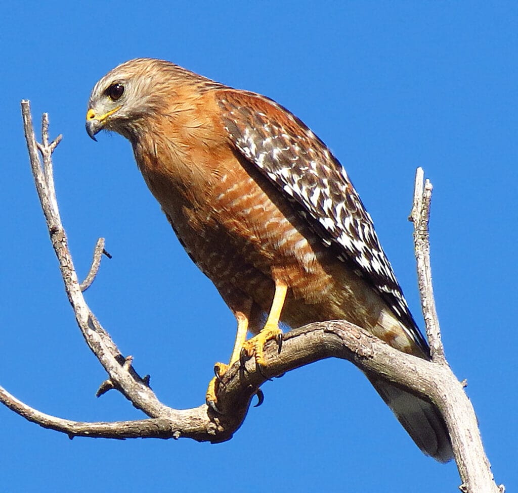 red shouldered hawk