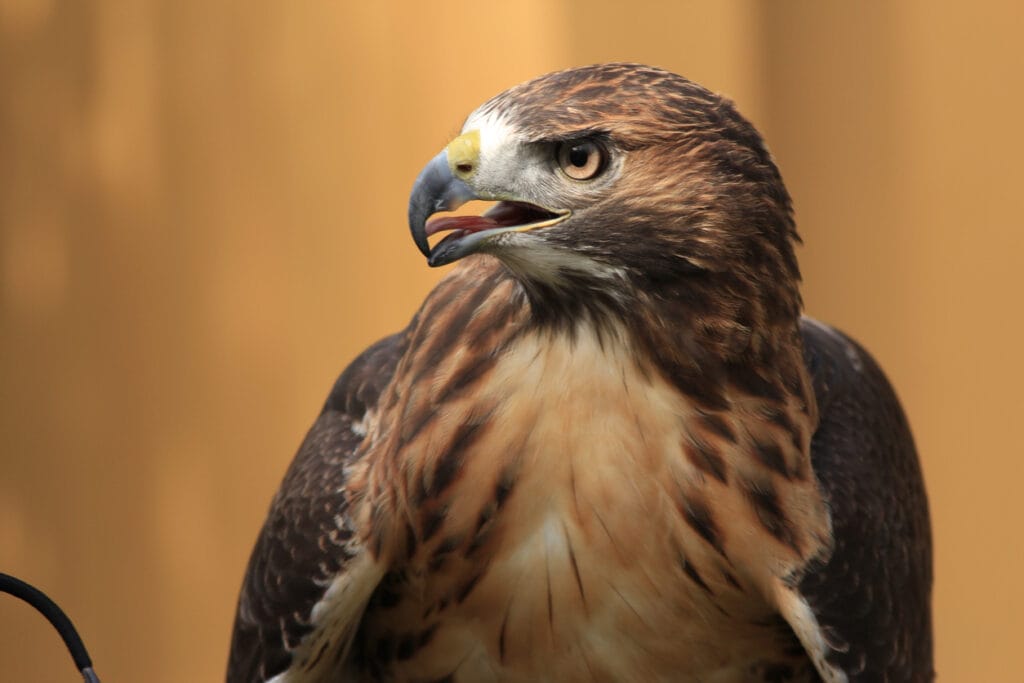 Side view of a red-tailed hawk