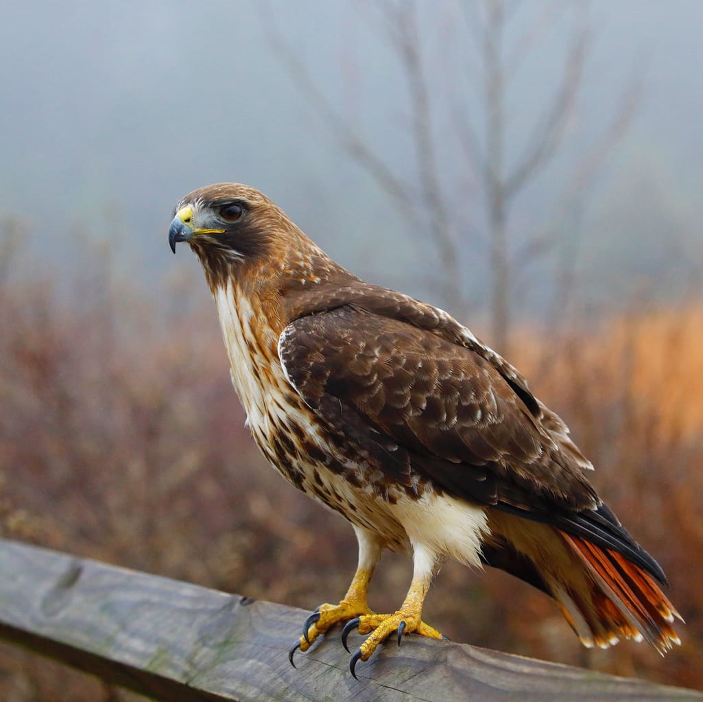 red tailed hawk on a fence