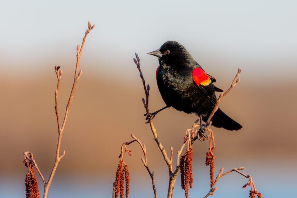 Red-winged Black Bird on two Branches