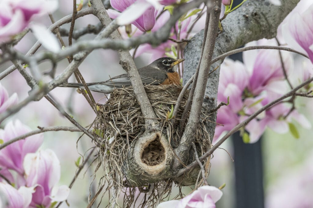 robin in a nest