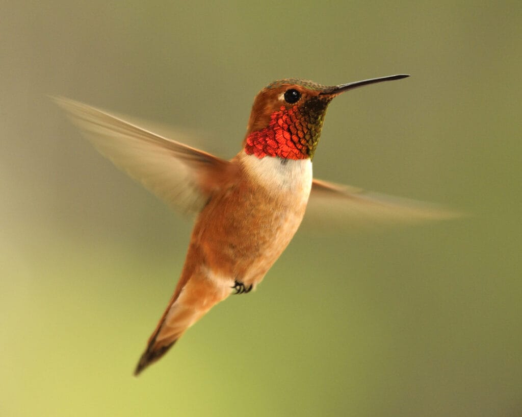 rufous hummingbird flying